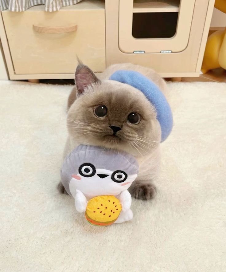 Catsillyness's tweet photo. ㅤ https://t.co/ExruxMBK49