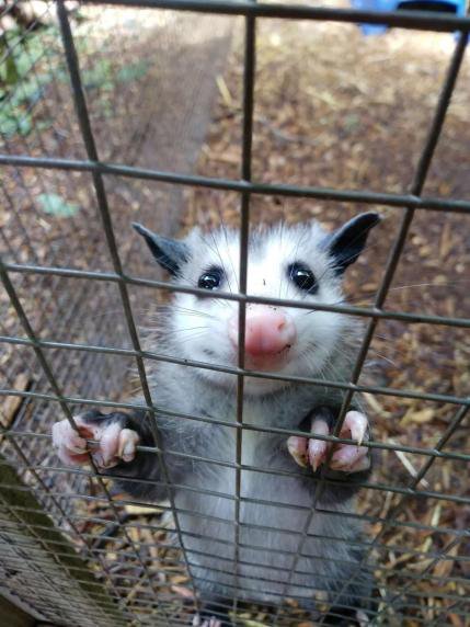 #Possum #Possum_Daily