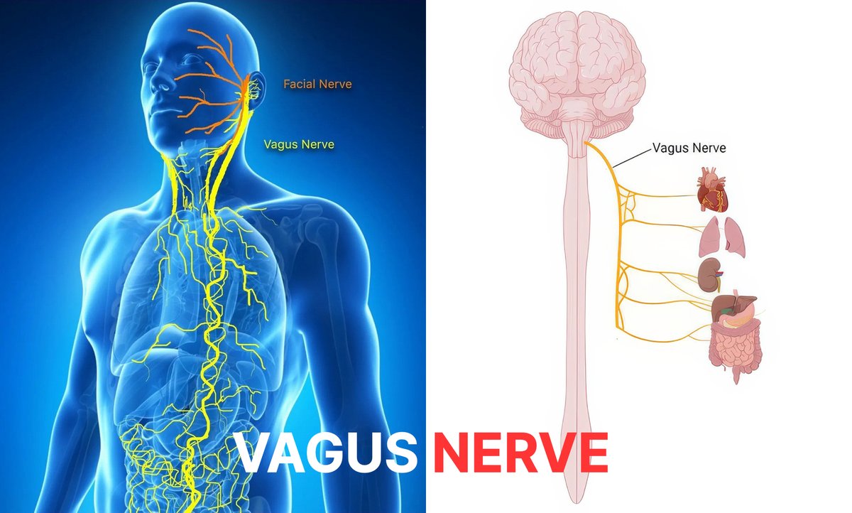 thevitalformula's tweet photo. Pharma isn’t telling you this:

But your VAGUS NERVE is the secret key to stop chronic stress.

This hidden nerve:
• Lowers your heart rate
• Reduces fear and panic
• Calms your nervous system

Here are 13 science-backed ways to activate it and eliminate stress fast:🧵 https://t.co/zerg0S3gpA