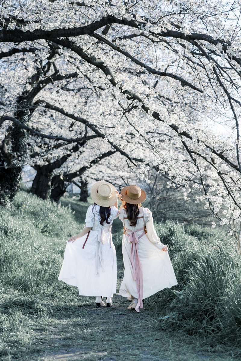 shabon_photo's tweet photo. 🌸

#tokyocameraclub https://t.co/4BlWTGKXy7