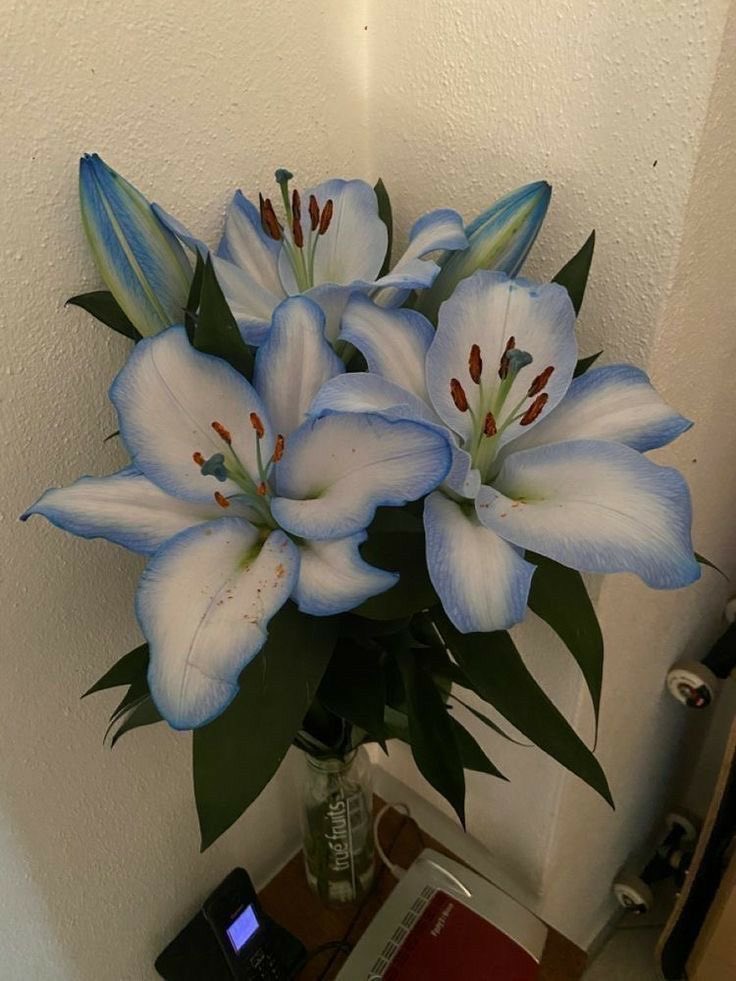 Pretty blue lilies