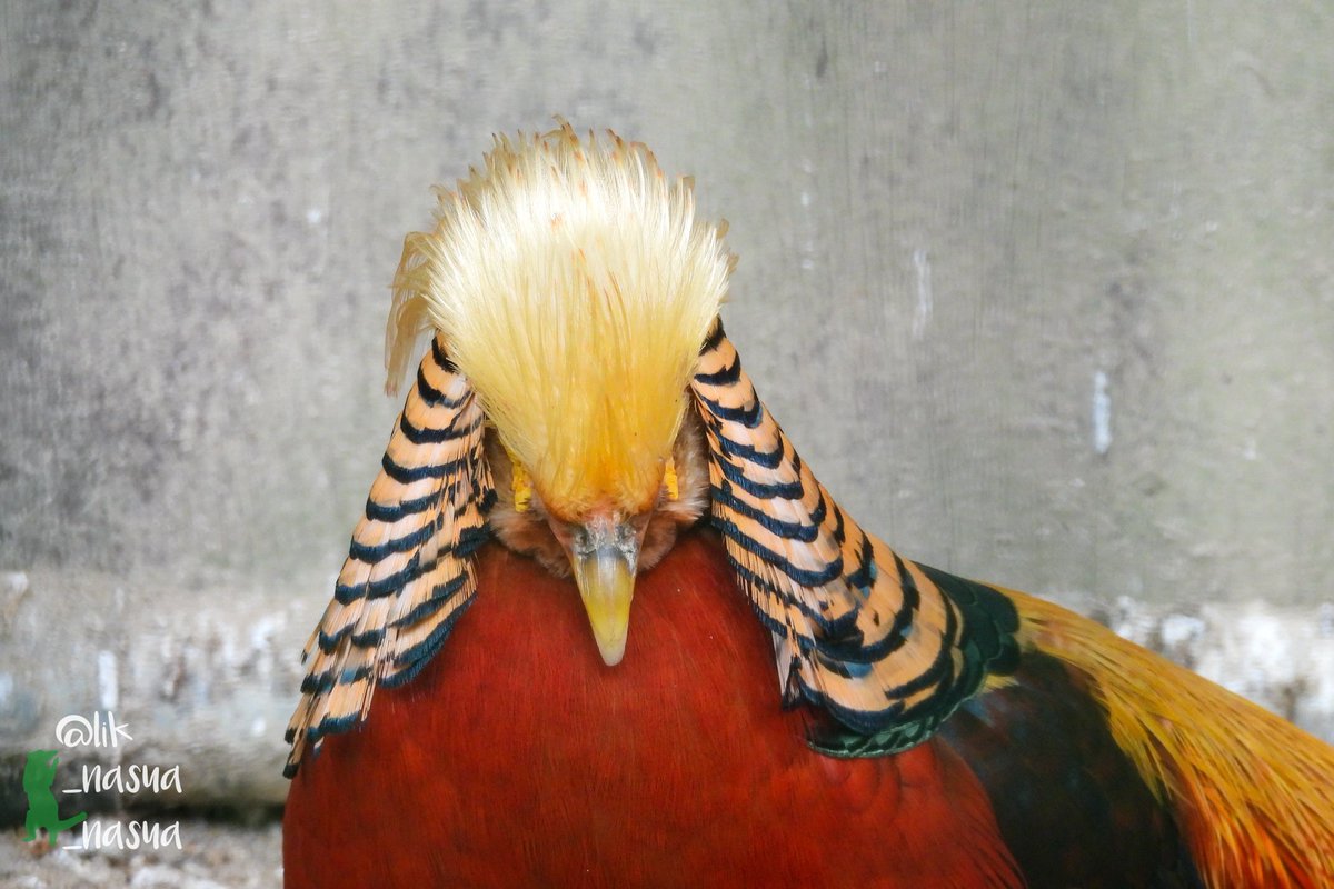 lik_nasua_nasua's tweet image. ツタンカーメンのアレみたいやね。
#久留米市鳥類センター #キンケイ♂
#GoldenPheasant