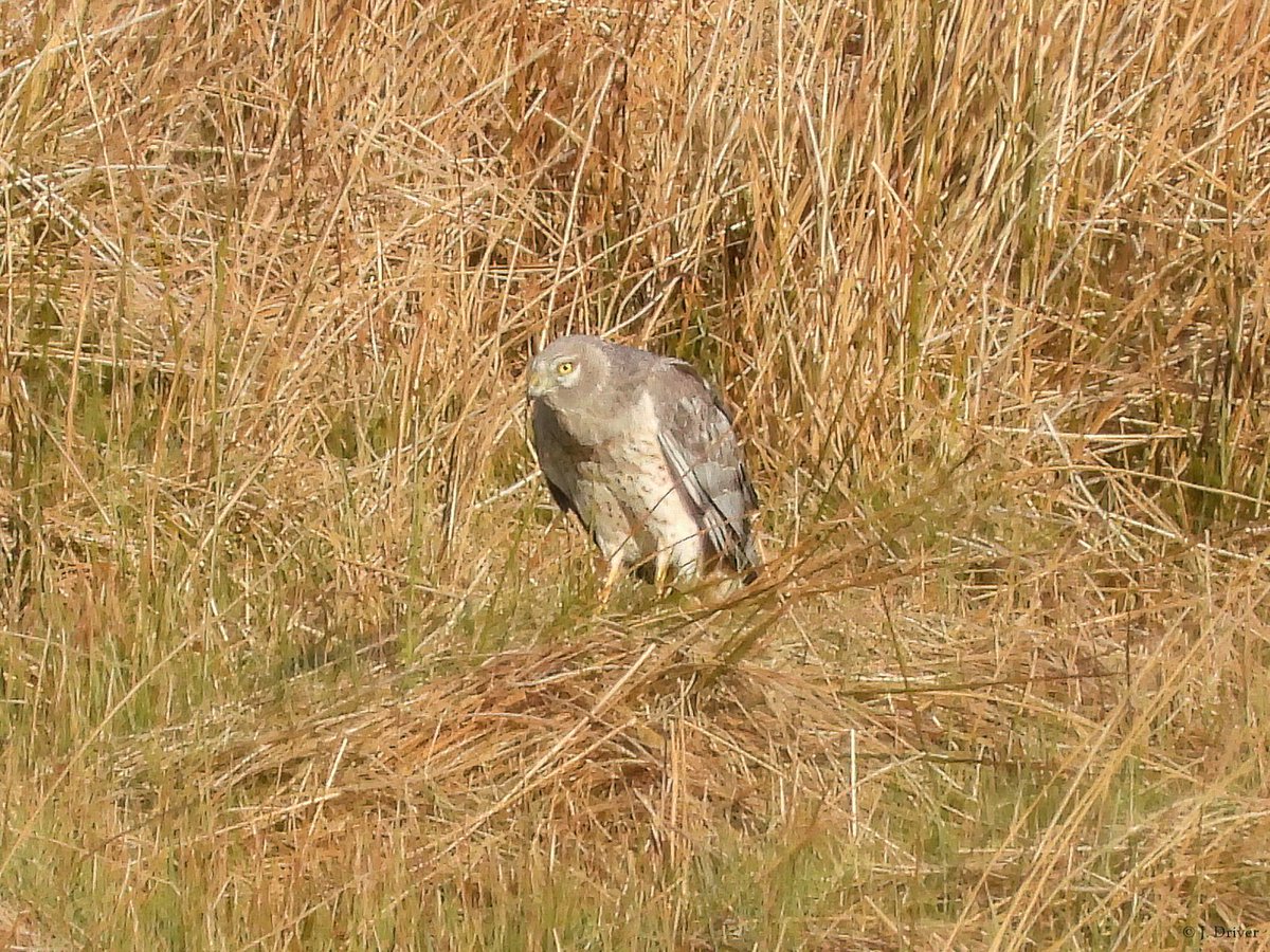 Jack Driver (ELOC) tweet media