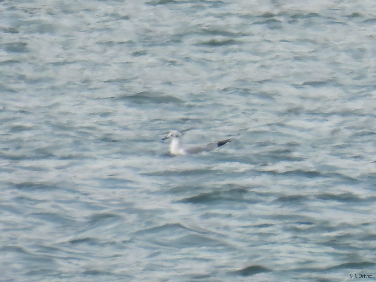 Jack Driver (ELOC) tweet media