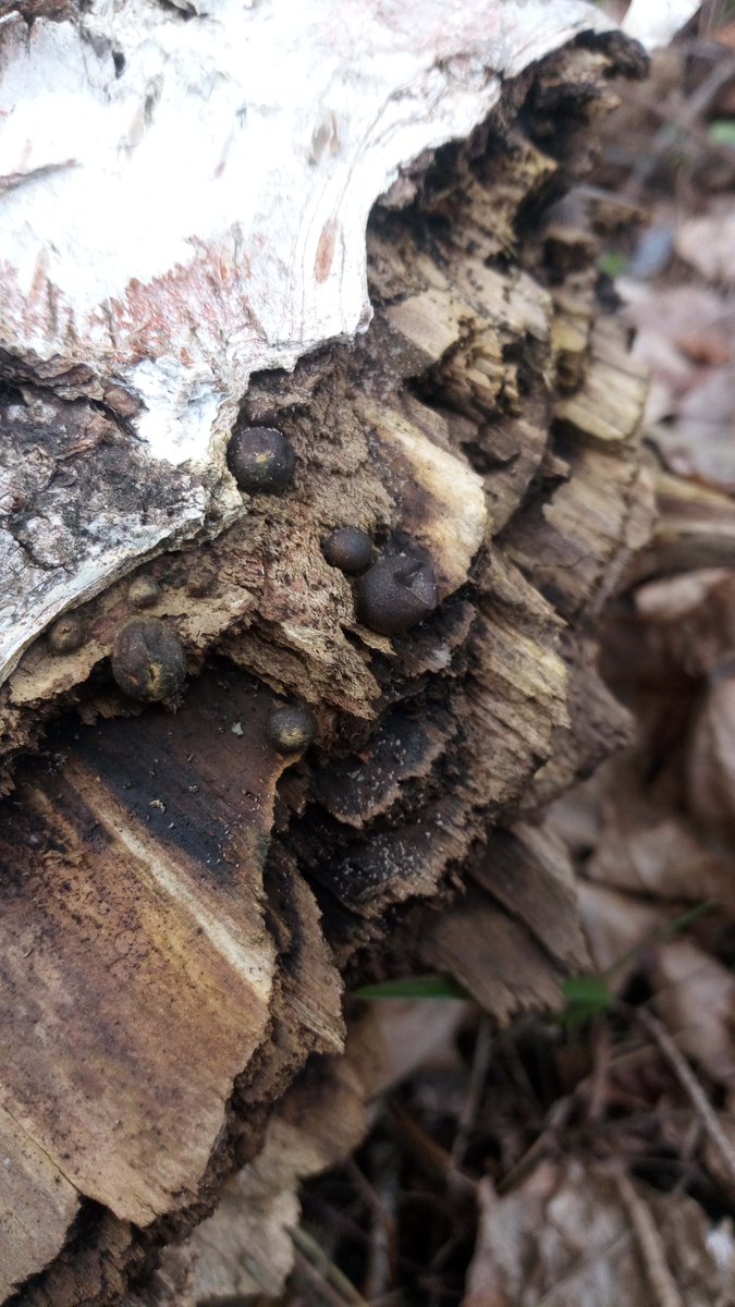 LX8111's tweet photo. Mature wolfs milk. They allready released the spores. #Blutmilchpilz #Wolfsmilch #LycogalaEpidendrum #Wolfsmilk #Schleimpilz #SlimeMold #SlimeMoldSunday https://t.co/dBSrA91erE