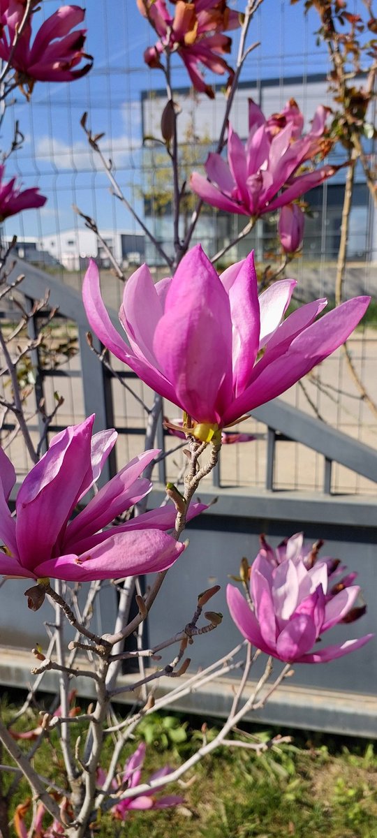 Magnolias