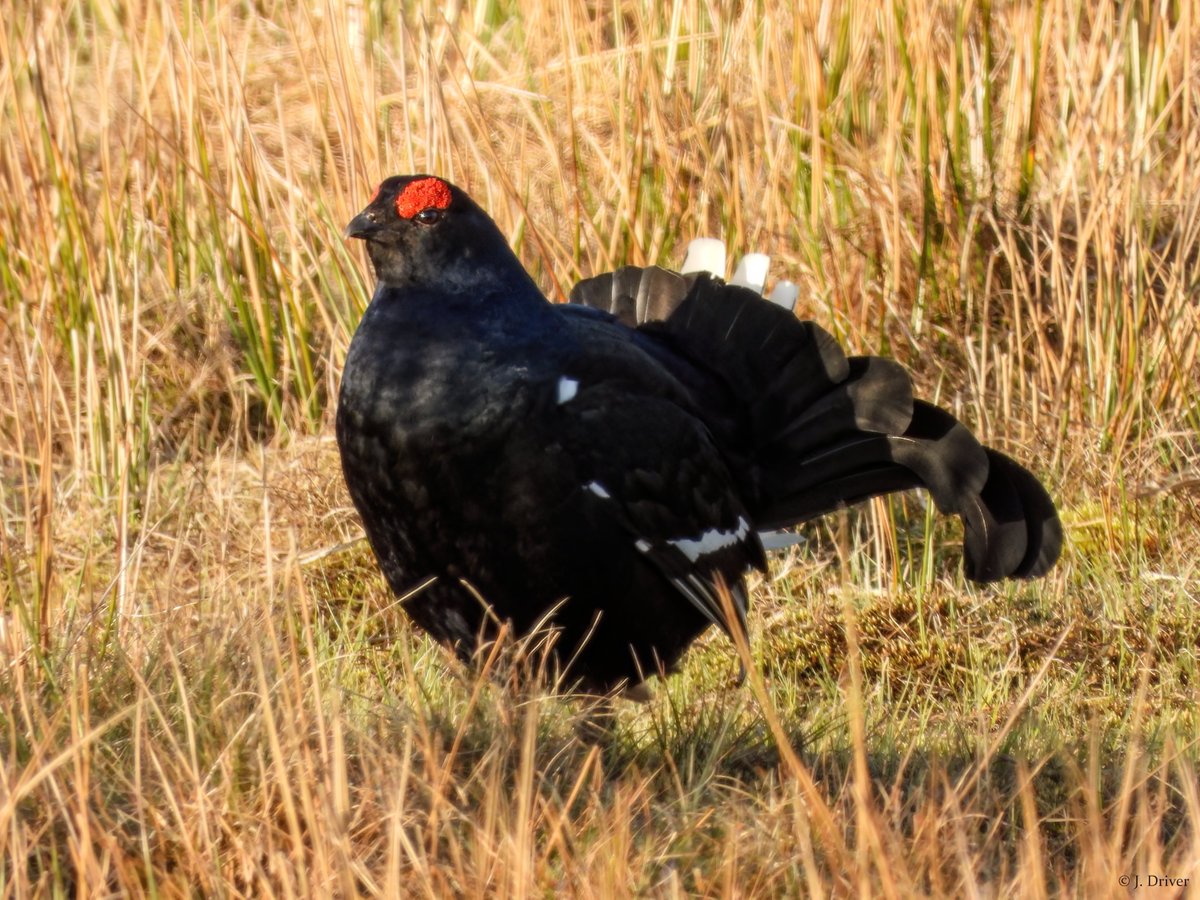 Jack Driver (ELOC) tweet media