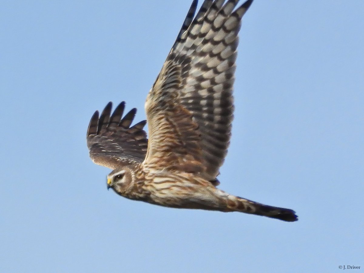 Jack Driver (ELOC) tweet media