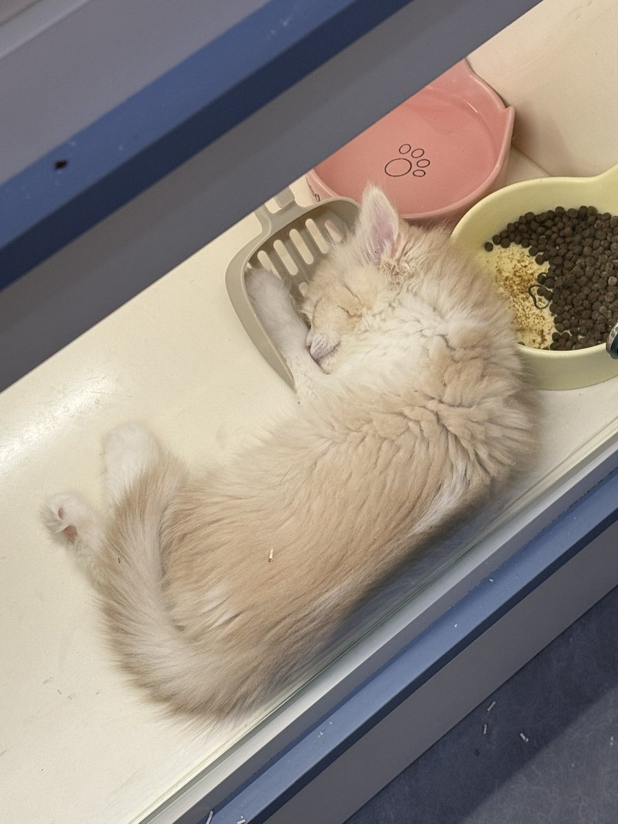 黄推福利内容 - 喵一勺的精彩图片 福利姬喵一勺分享的黄推图片3 - 网红私拍内容