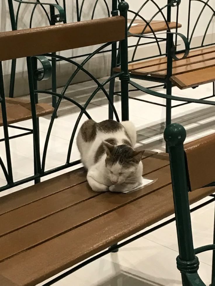 📱⋮ after doing long walks, i unfortunately bought siopao and ice cream which i am well aware that i just wasted my time on walking but idc ‘cause i’ve found this adorable sleeping cat not so far away from the store. the dlsu cat!