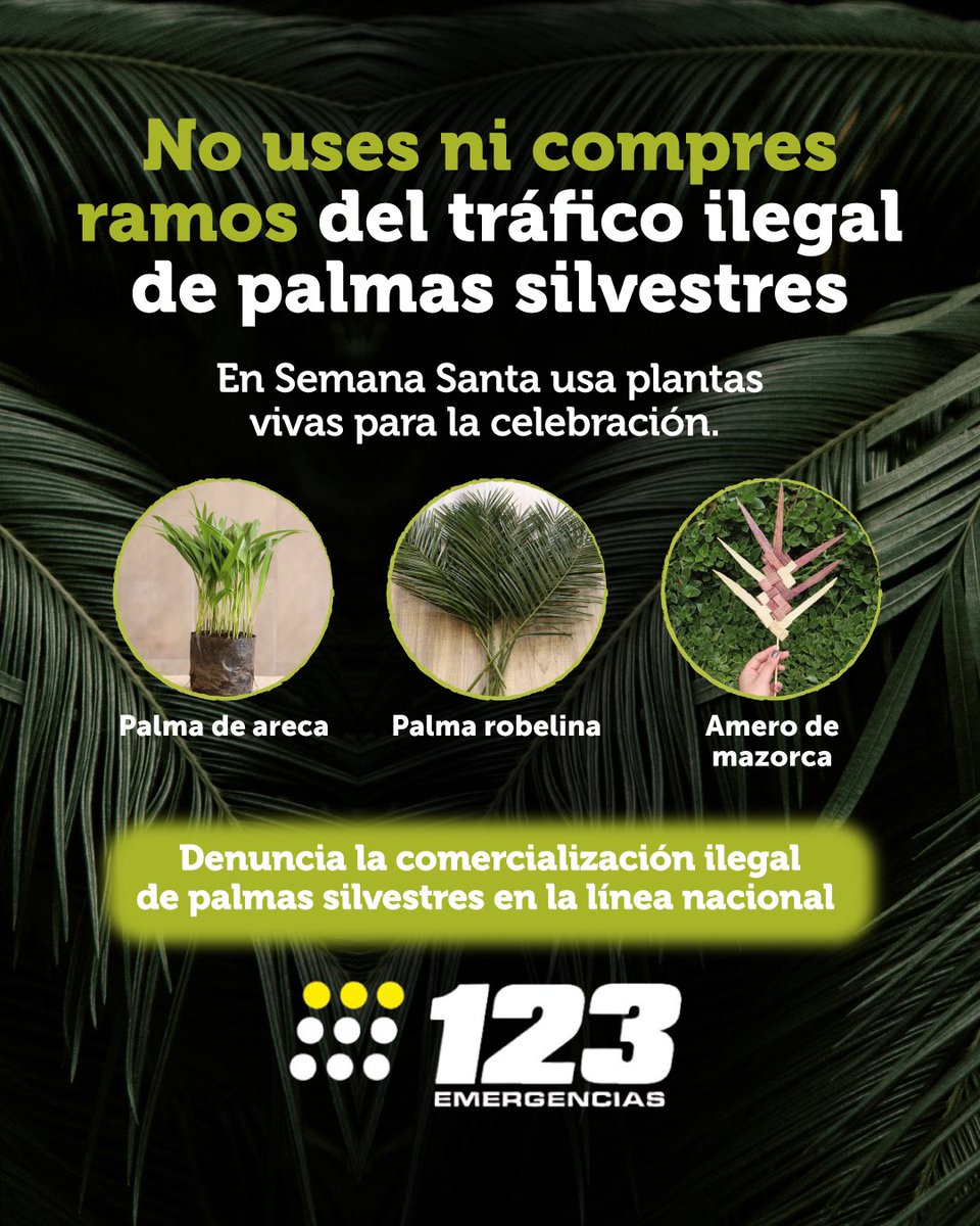 🌴🙏🏻 En este #DomingoDeRamos, no solo nos unimos alrededor de la tradición, también lo hacemos para preservar nuestros recursos naturales, por eso le decimos NO al uso ilegal de las palmas silvestres en estas celebraciones. 

✏️ Cuéntanos cómo conmemoras estas fechas de manera
