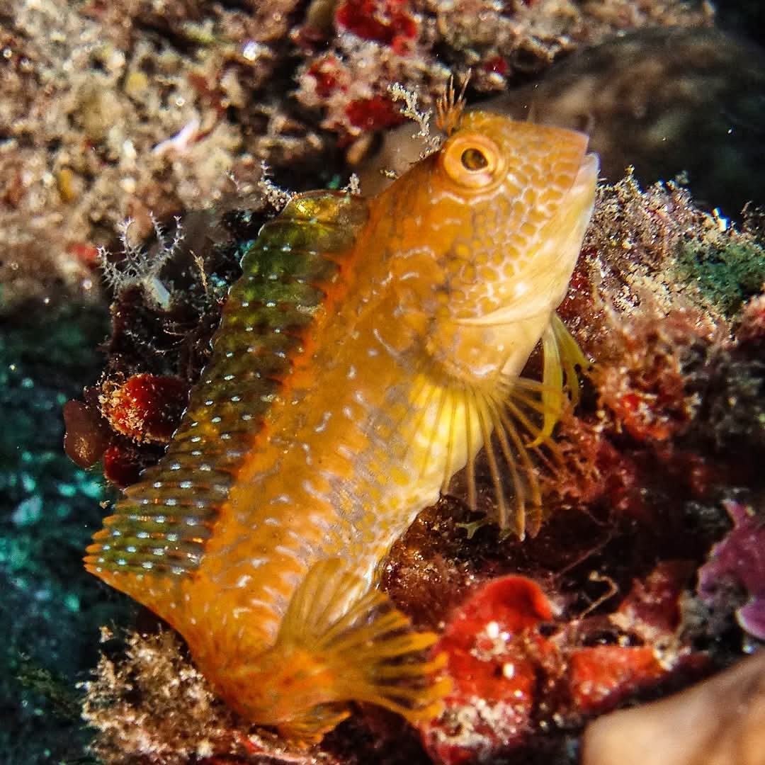 marmencor's tweet photo. La Heradura

#scubadiving #dive #padi #ocean #underwaterphotography #sea #scubadive #uchuchen #mergulho #a #paditv #mar #scubalife #buceo #SSI #acuc #fedas #buceo #wildernessculture #ourplanetdaily #BuceoMálaga #yourshotphotographer #olympus #buceo #MarineLife https://t.co/3jAFdlOazO