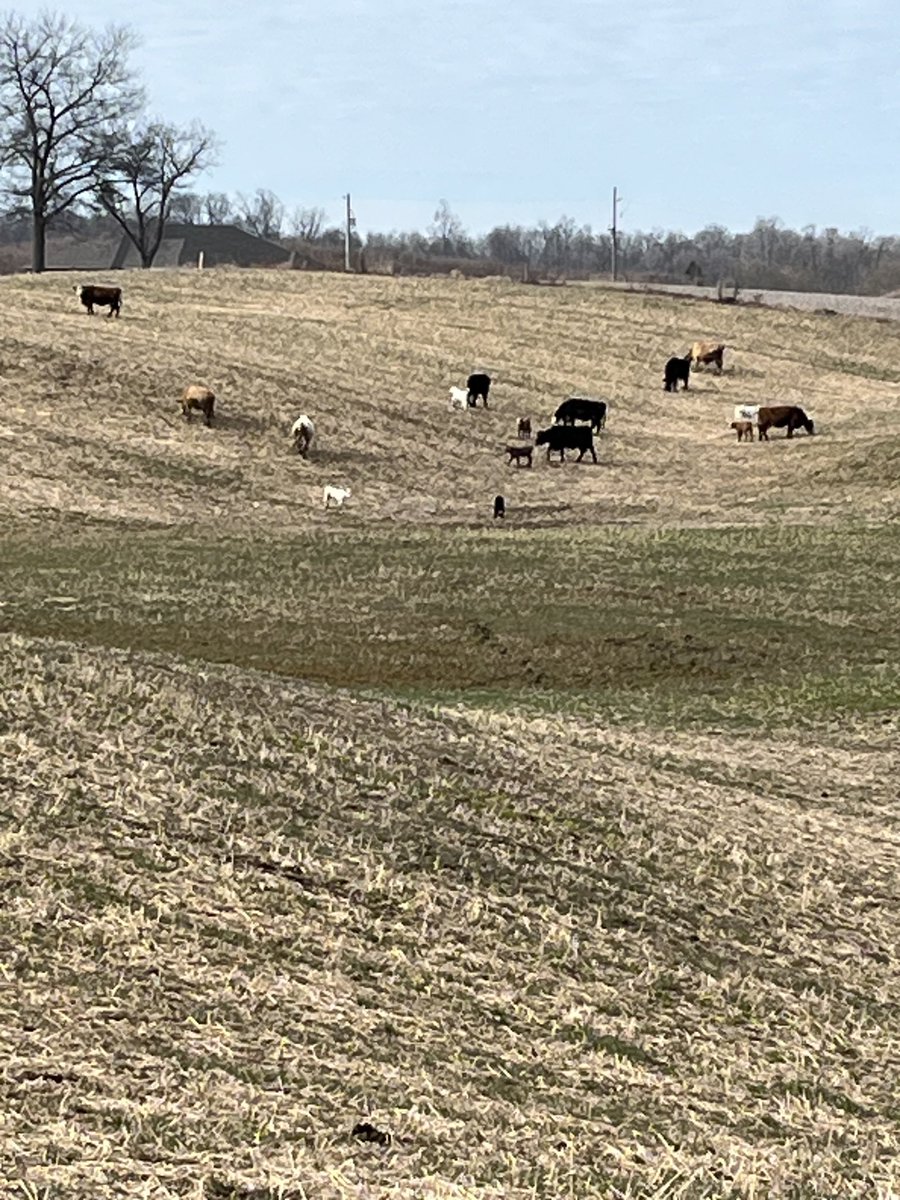 Feels like spring. Let the cows out that have calved to graze turnip and slugs lol