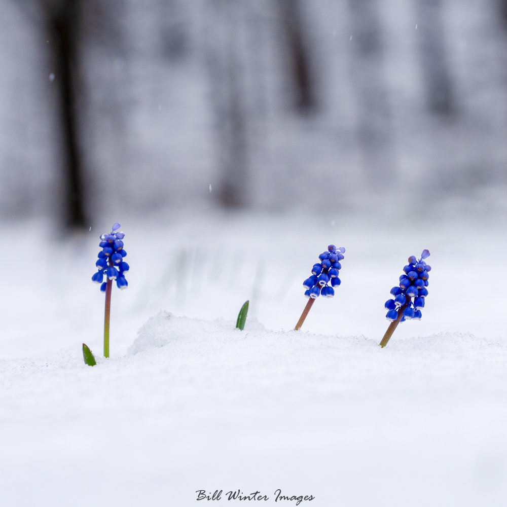 billxp845's tweet image. Cold Grape Hyacinths
Surprised As Was I By Snow
Sure Is A Strange Spring
.⁠
.⁠
#haiku #sonyalpha #alphacollective #hudsonvalley #Iloveny #optoutside #shawangunks #chronogram #createnomatterwhat #bhcreators #sonycreators #visitvortex #ulstercountytourism #ngphotographerchallenge