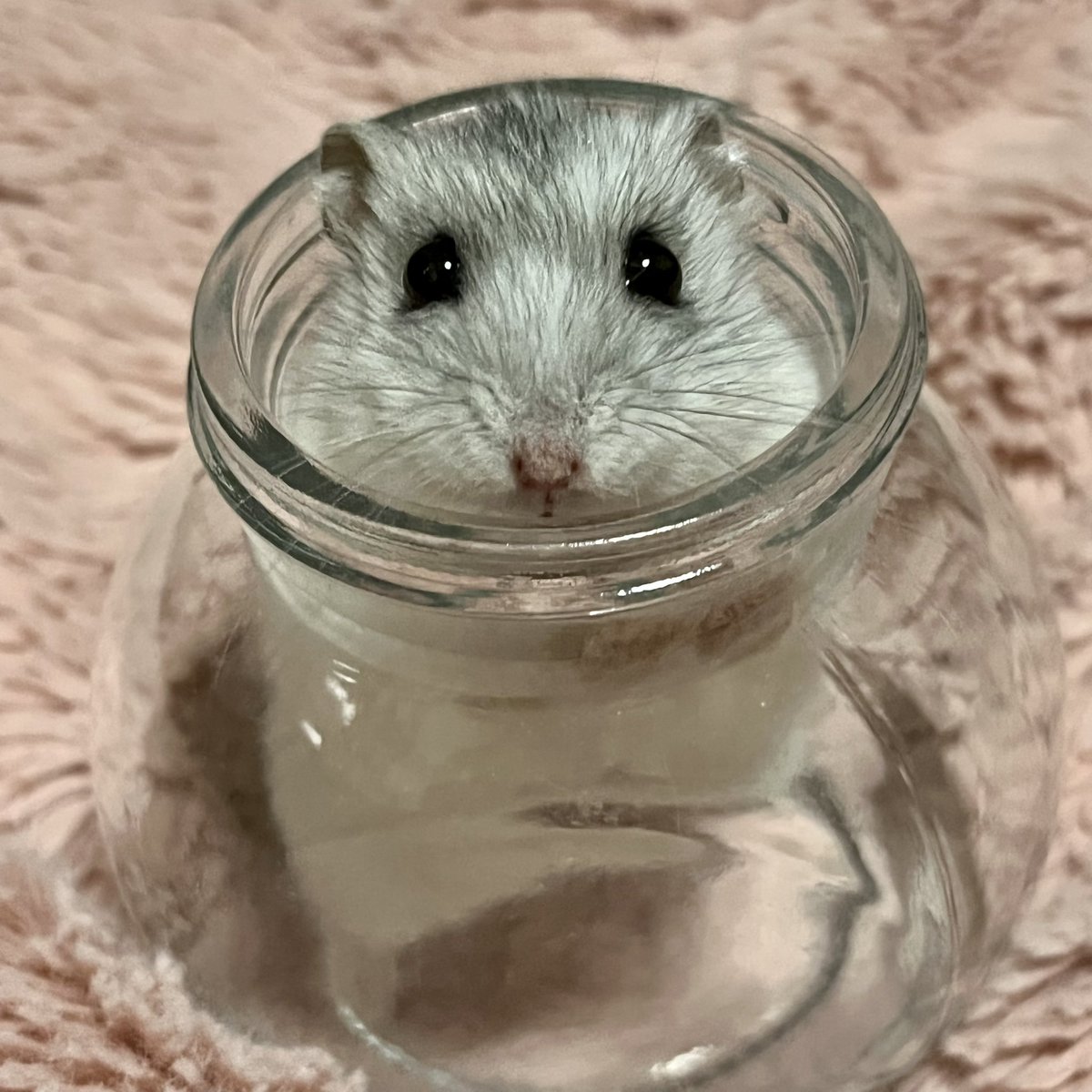 nem_roy's tweet photo. 【お知らせ】
先月“らい”と“くぅ”が亡くなりました。
3歳でした、とても長生きしてくれました。

ねむろいファミリーがみんなお空へ旅立ち
10匹だった頃の賑やかな日々の思い出は
今もずっと色褪せず心に残っています😌

今まで“らい”と“くぅ”を見てくださった皆様、本当にありがとうございました🐹🌈 https://t.co/M3BmFOETnr
