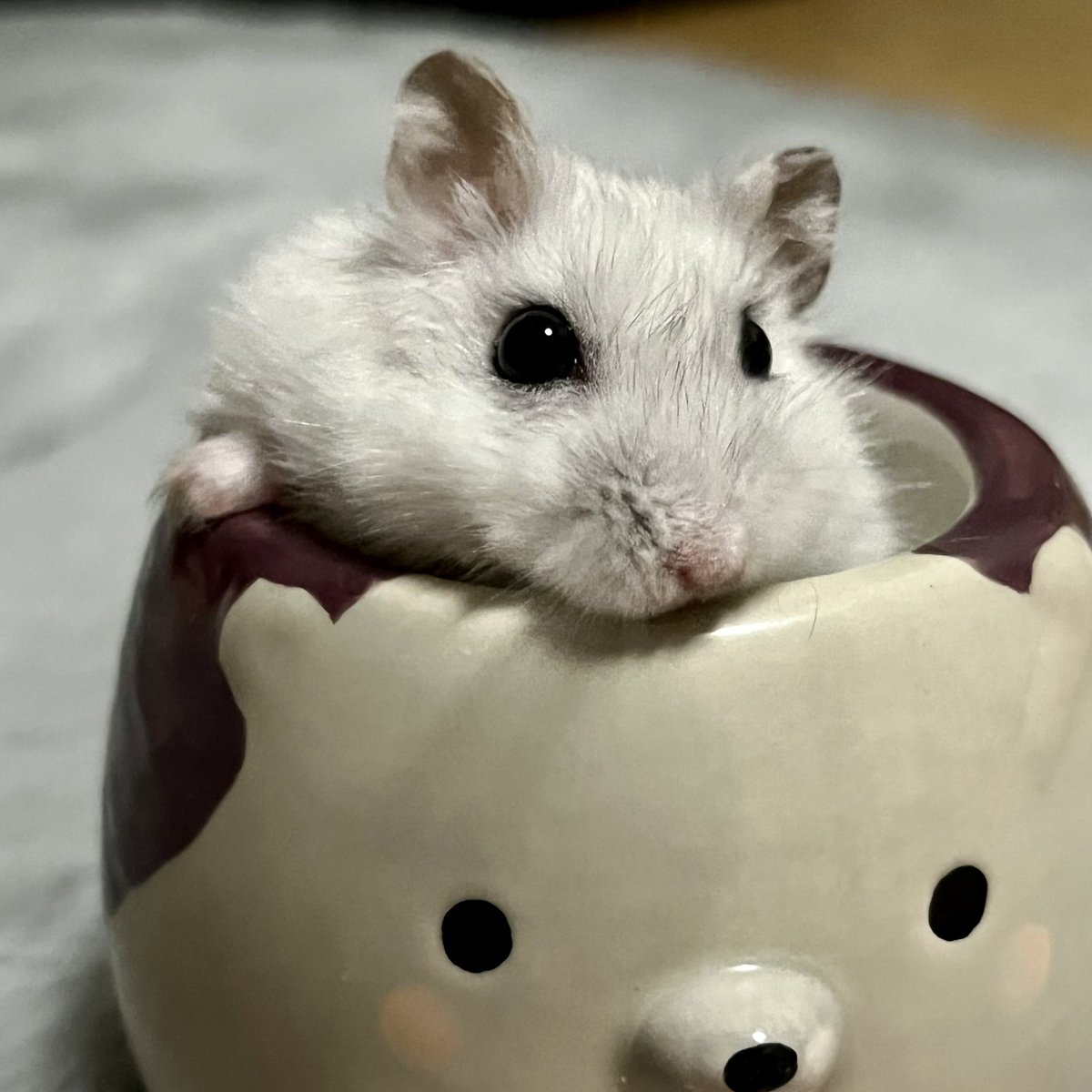nem_roy's tweet photo. 【お知らせ】
先月“らい”と“くぅ”が亡くなりました。
3歳でした、とても長生きしてくれました。

ねむろいファミリーがみんなお空へ旅立ち
10匹だった頃の賑やかな日々の思い出は
今もずっと色褪せず心に残っています😌

今まで“らい”と“くぅ”を見てくださった皆様、本当にありがとうございました🐹🌈 https://t.co/M3BmFOETnr