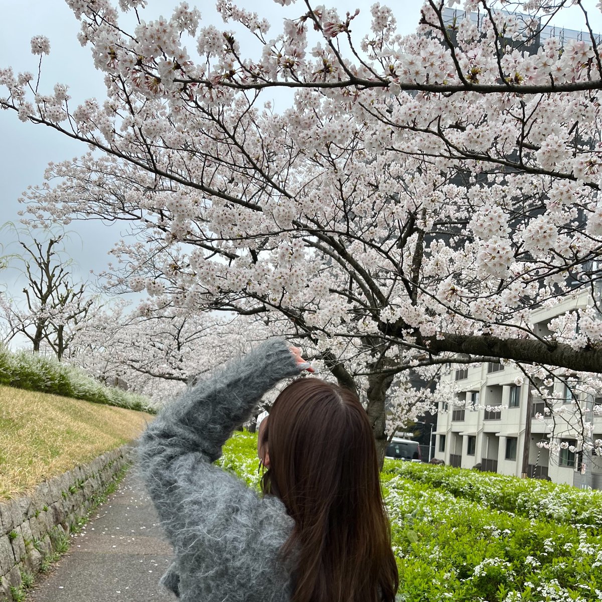 _08tu's tweet photo. 🌸 https://t.co/xeus0uybRH