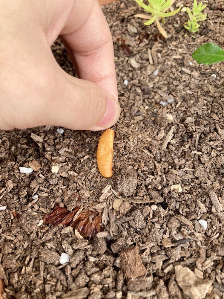 Genkai_Science's tweet image. 柿の種を植えてから半年以上経つが何も生えてこない