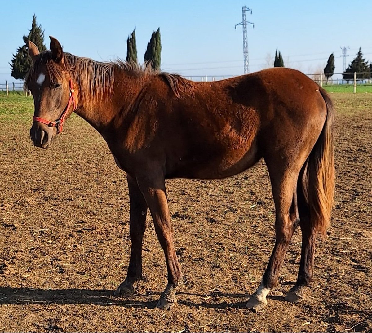 Onurkaanım Nakışın Kızı 2024 Tayı