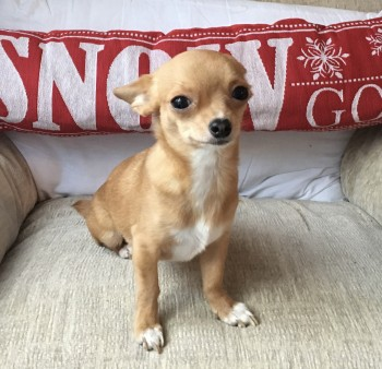 millypod1's tweet photo. 🆘13 APR 2025 #Lost PIG #ScanMe
Very small OLDER Tan & White Chihuahua Cross Female
#Lymister nr The Six Bells Pub #Lyminster #Wick #Littlehampton #BN17
She will be very nervous https://t.co/XVMcm85d0D https://t.co/xNGuj2aIGA