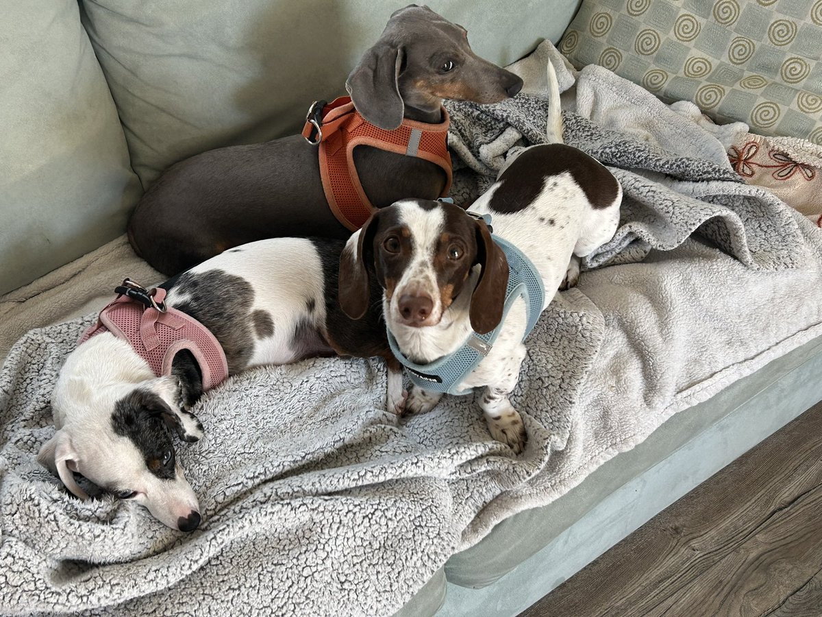 Nice to be back with Strudel, Nougat and Hershey in Palm Springs after a couple weeks.