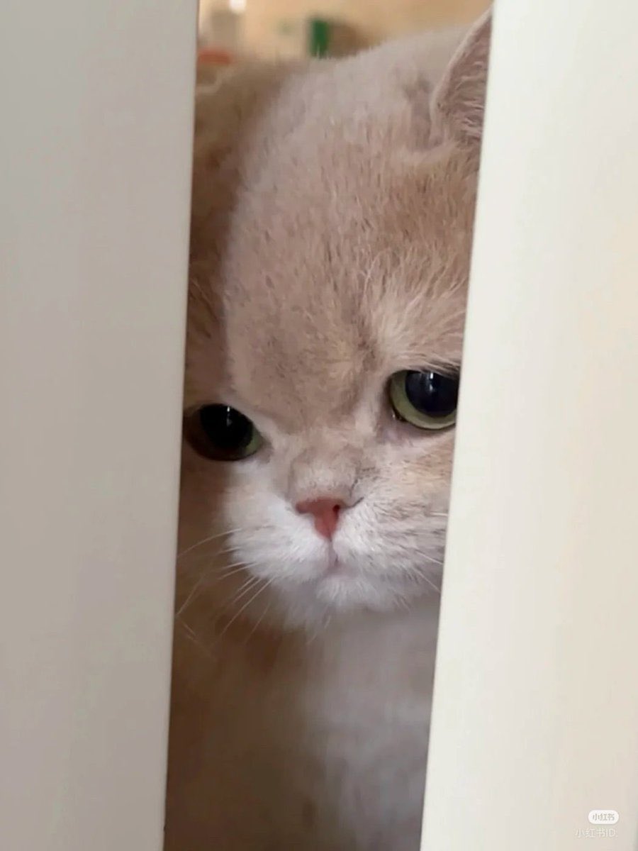 Cutekittycats_'s tweet photo. https://t.co/VhQazKXgfV