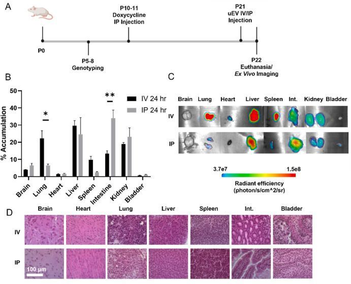 NU_Nephrology's tweet image. New publication by NUGoKidney Core PI, Dr. Eun Ji Chung, explores the therapeutic potential of urinary extracellular vesicles in delivering functional proteins and modulating gene expression for genetic kidney disease.

📖 Read here: sciencedirect.com/science/articl…