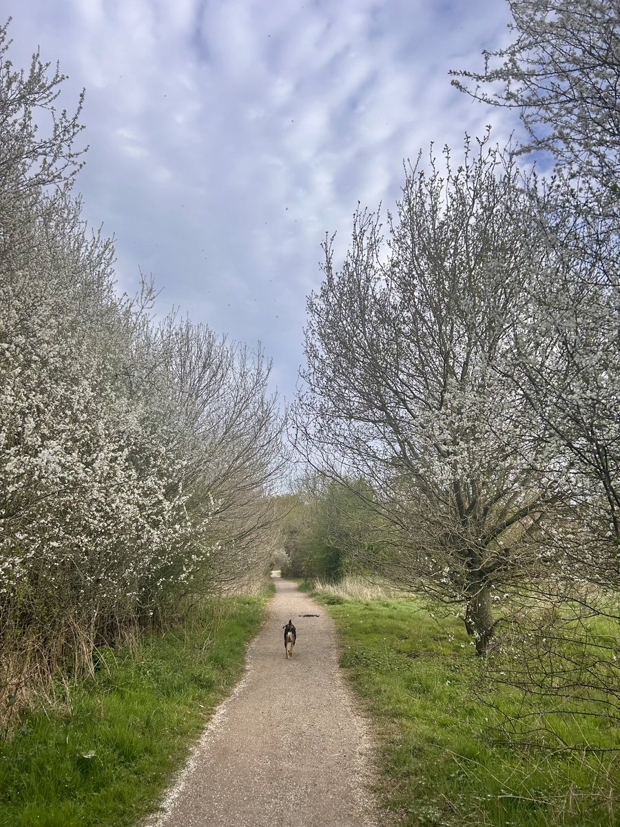 Only 29.8kms #NHS1000miles walked this week due to having a cold which I’ve had for 2 wks! 🤧🙄 Ligament sprain in my knee confirmed, but improving. I’m looking forward to getting back to normal soon! 😂 Hope everyone had a good week? ☺️ #RescueDog #nature #sundayvibes #checkin