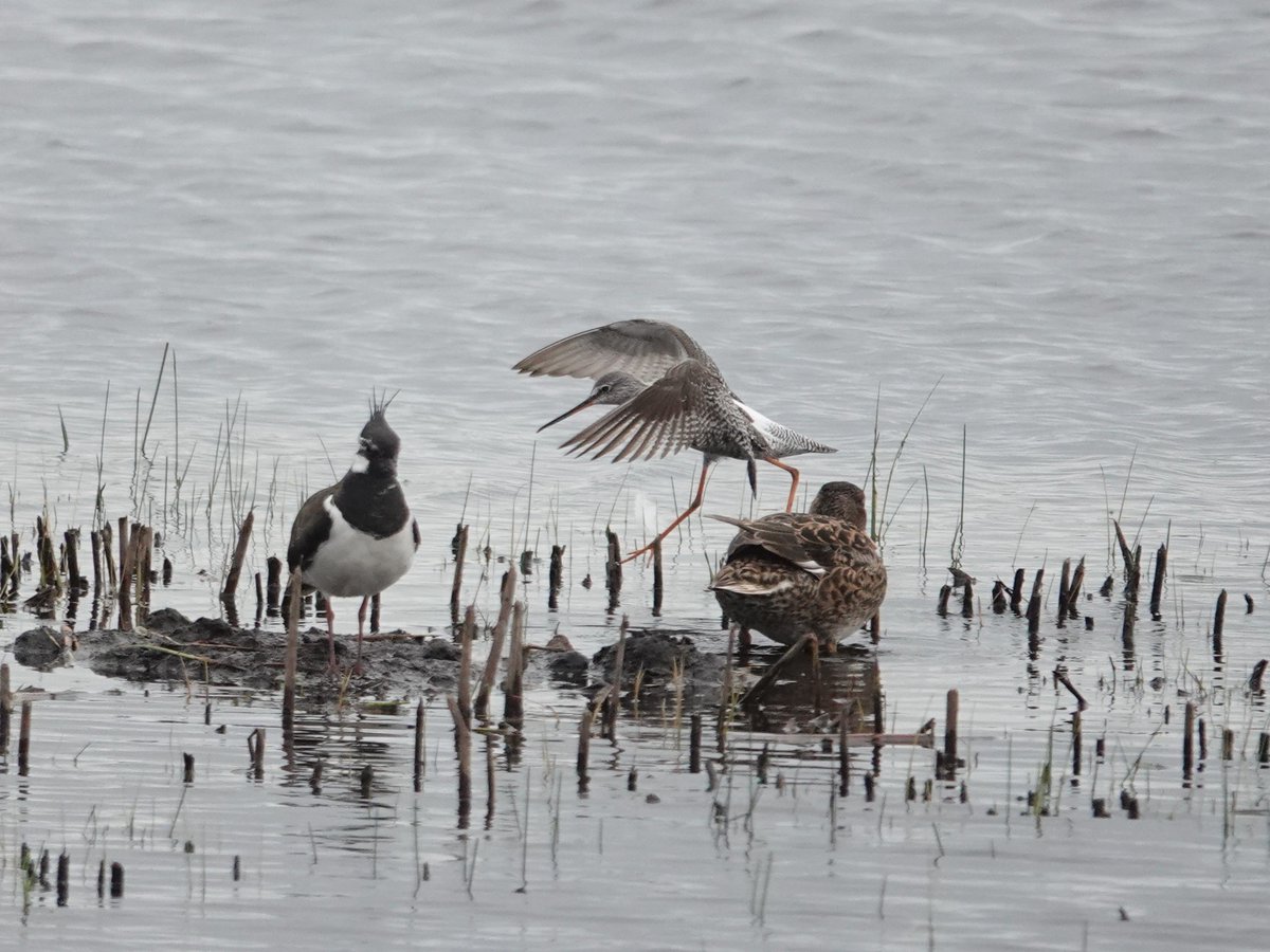 Spotted Redshank  at Catcott today throwing its weight about!