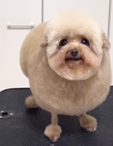 Justnub_sol's tweet photo. @blknoiz06 @climbcode28 @cryptoklotz can u give this round ass dog a name pls https://t.co/9z9zEyjGGa