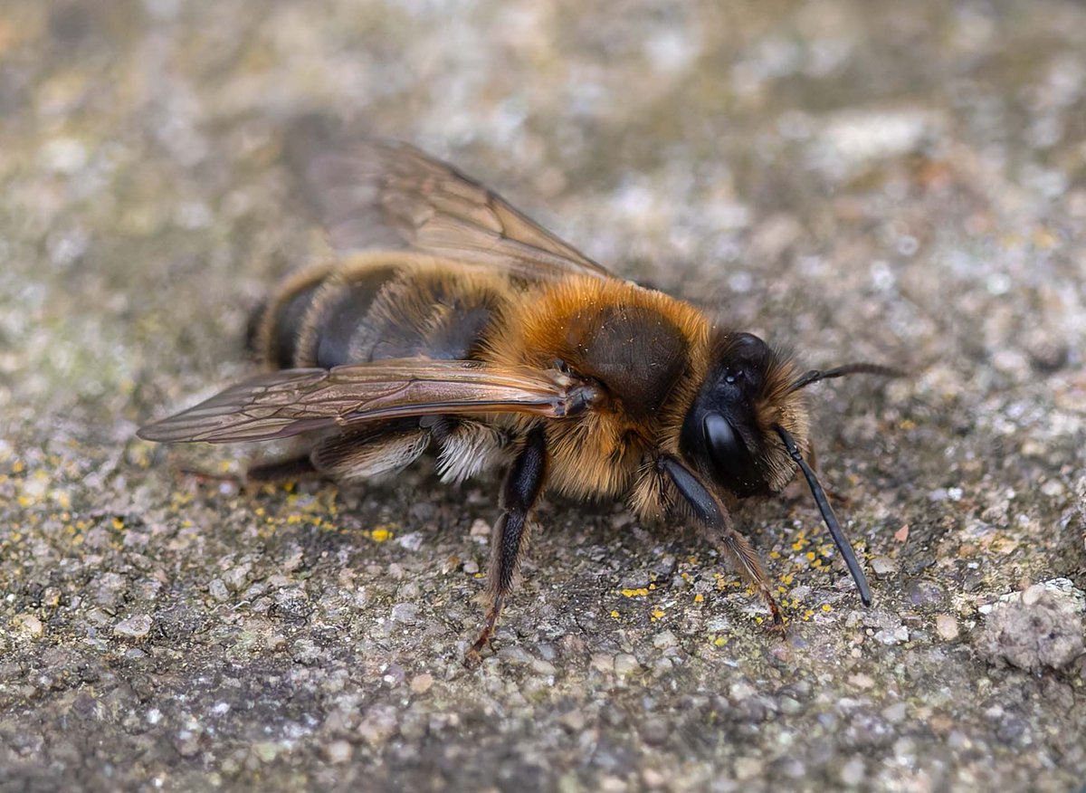 Mikepastycarr's tweet photo. Cometh the blossom, cometh the Chocolate Mining Bees - out and about in our Gosforth garden the last couple of days #ukbees https://t.co/wq4saLwqZP