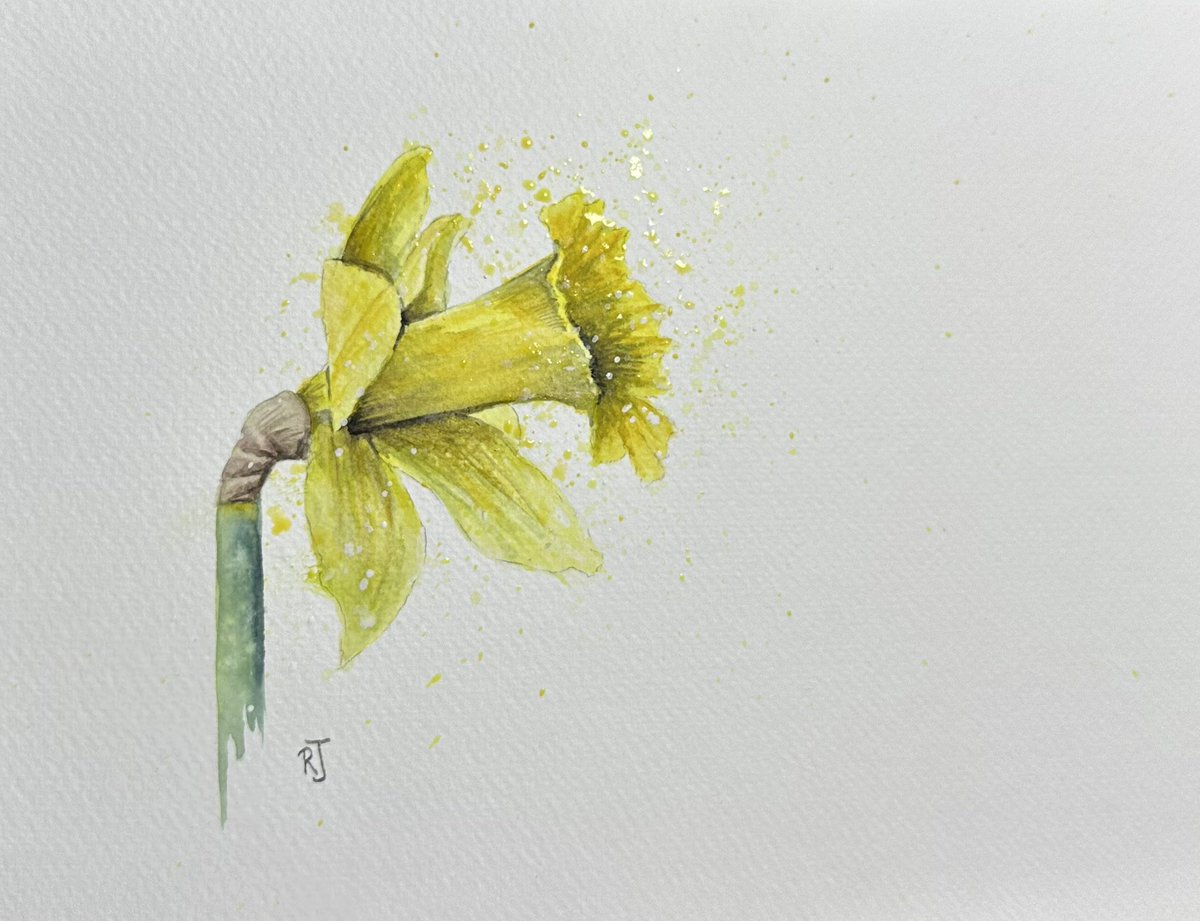 Another try at a daff this evening.
