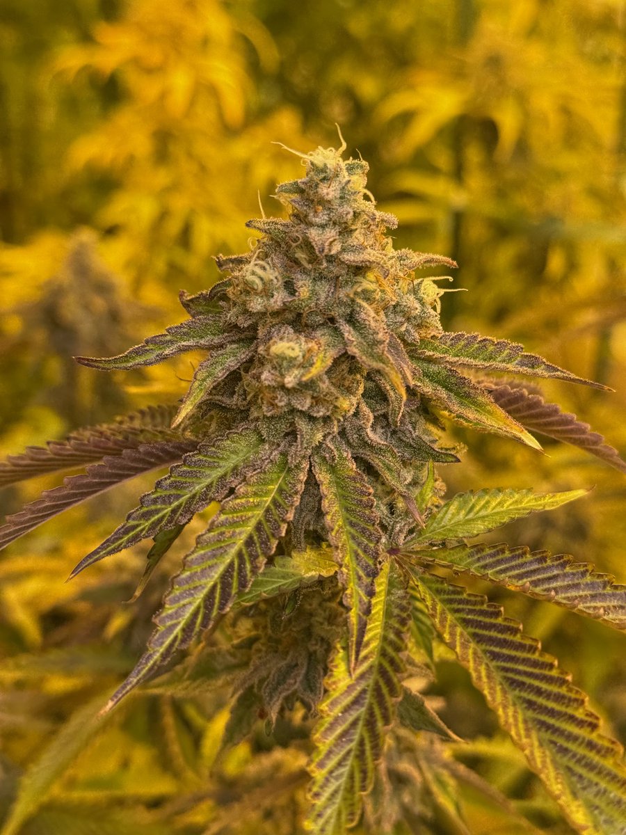 Here’s one I’ve been working on for a while. Tropicana MAC. Named for the flavor expression not necessarily the cross. The mix is Tropsanto x Burnie MAC. Fruity tropical flavor mixed with smooth hints of gas and a slight bit of turpentine reminiscent of White Rhino.