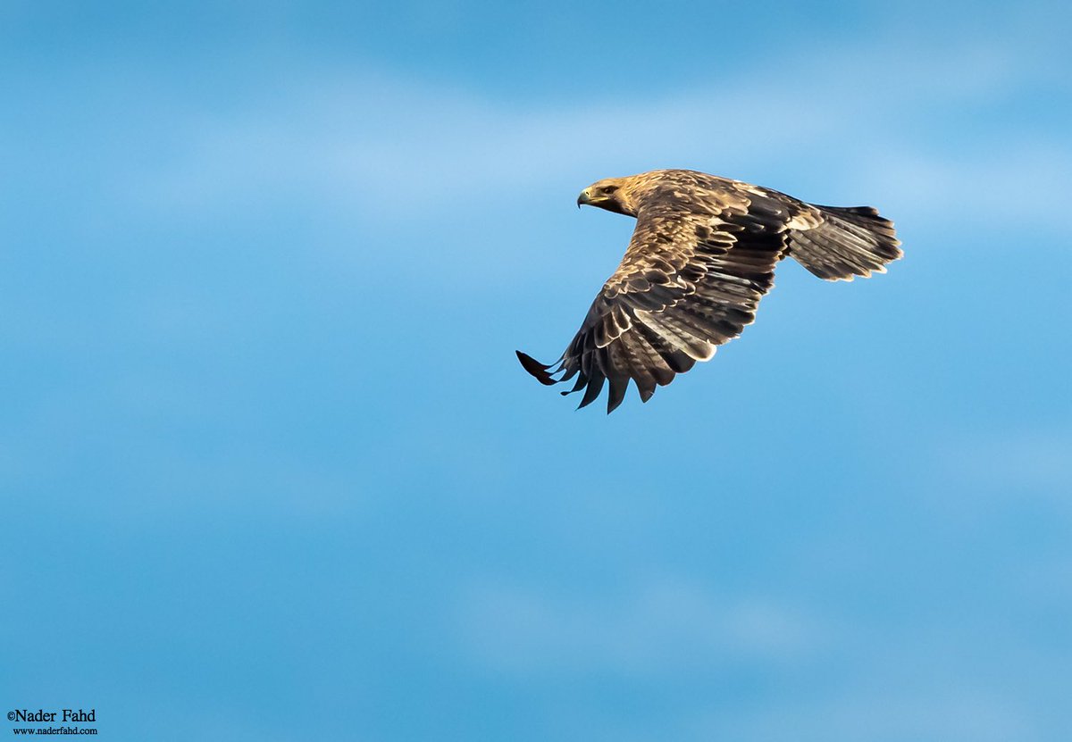 من العقبان الكبيرة في منطقتي #الجوف
 
١/ عقاب مسيرة
٢/ عقاب منقط كبير
٣/ عقاب بادية
٤/ عقاب ملكي