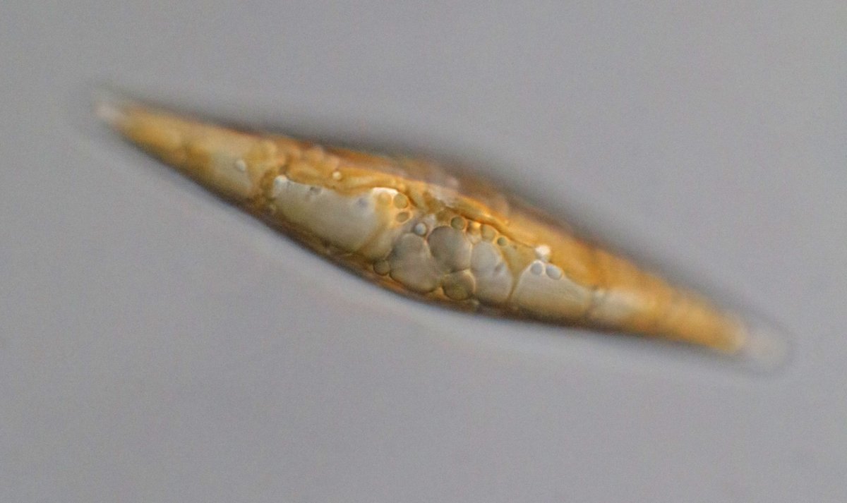 KarieHoltermann's tweet photo. #Diatoms #SantaCruz #California https://t.co/abRe7YH9Ls