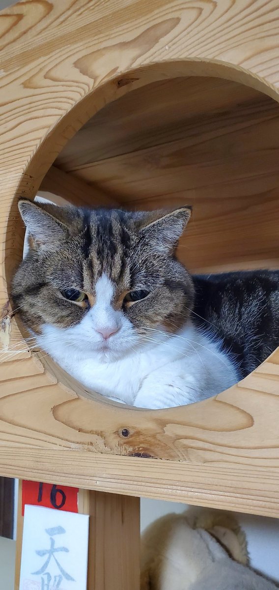 どおしーてー、あそんでくれないの？