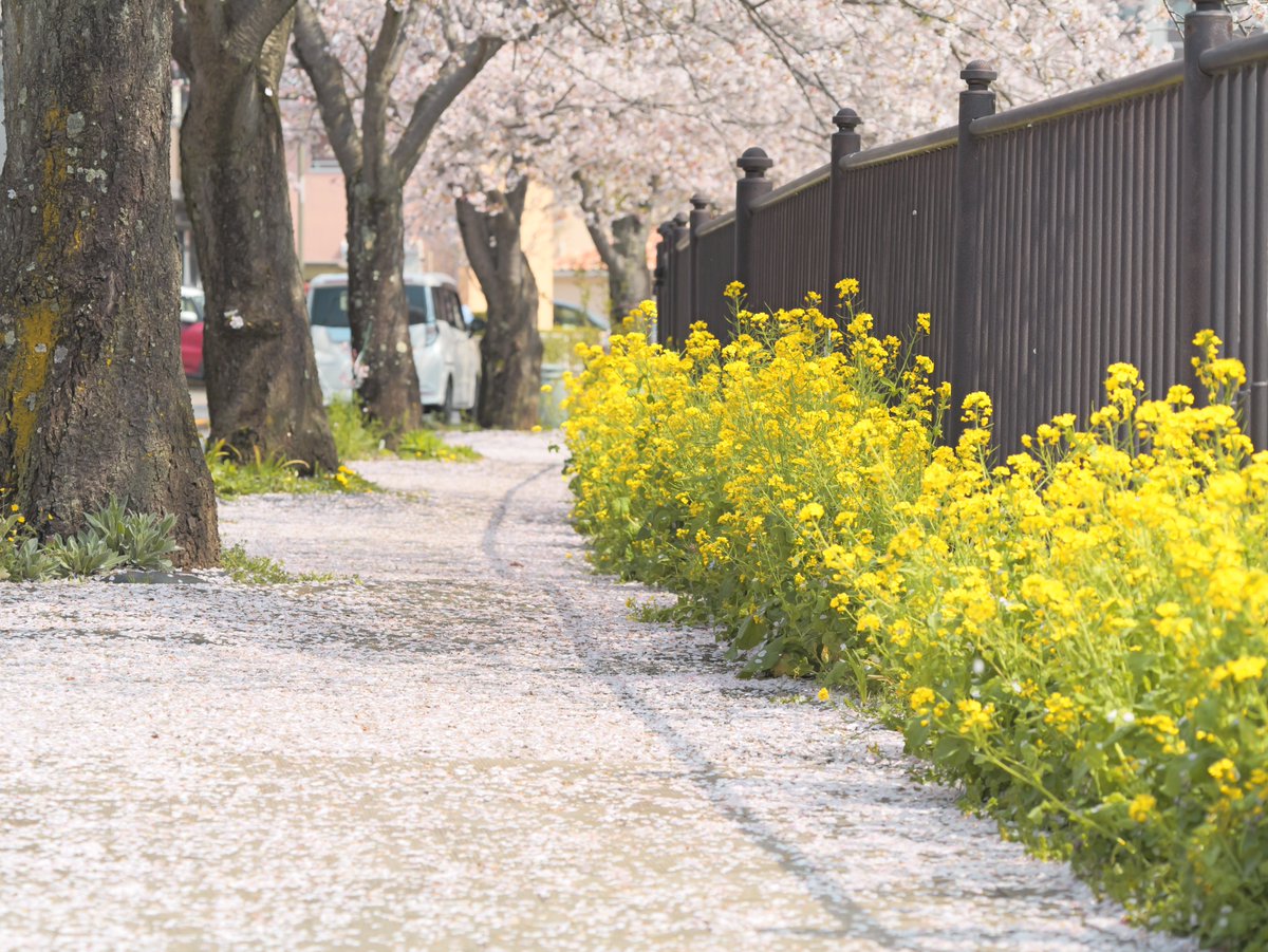 近所の桜並木 
L.クラシックネオ 
#写真好きな人と繋がりたい 
#LUMIX #LUMIXG9PROII
