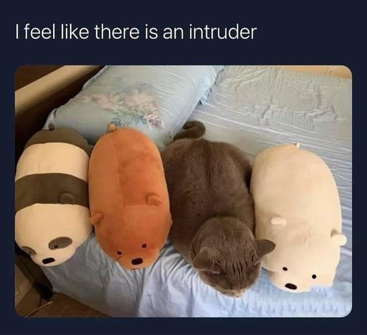 WholesomeMemes (@wholesomememe) on Twitter photo 