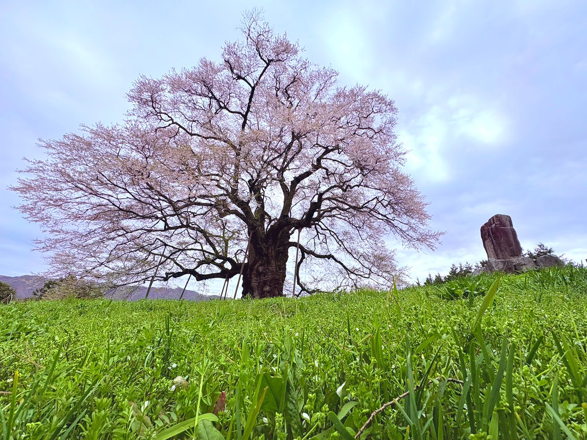 岡山県真庭市にある樹齢1000年の醍醐桜を見に行きました🌸
名前の由来は後醍醐天皇がルーツらしいけど、結構山深いところなのに昔の人の足腰半端ねぇな🦵
