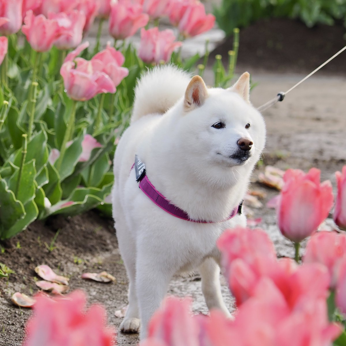 Latte_Shibainu's tweet photo. チューリップなラッちゃん。 https://t.co/6x1fhiPJUU
