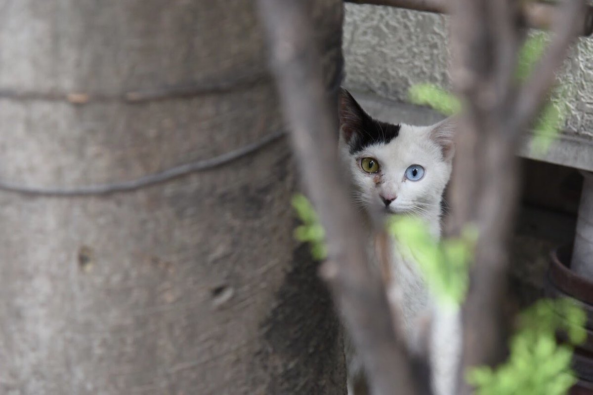 mickey_0604's tweet photo. わたしはあらゆる猫と会話ができるという天賦の才を授かっているので、街中の猫撮影がとても上手です https://t.co/3jb0pPKIi8