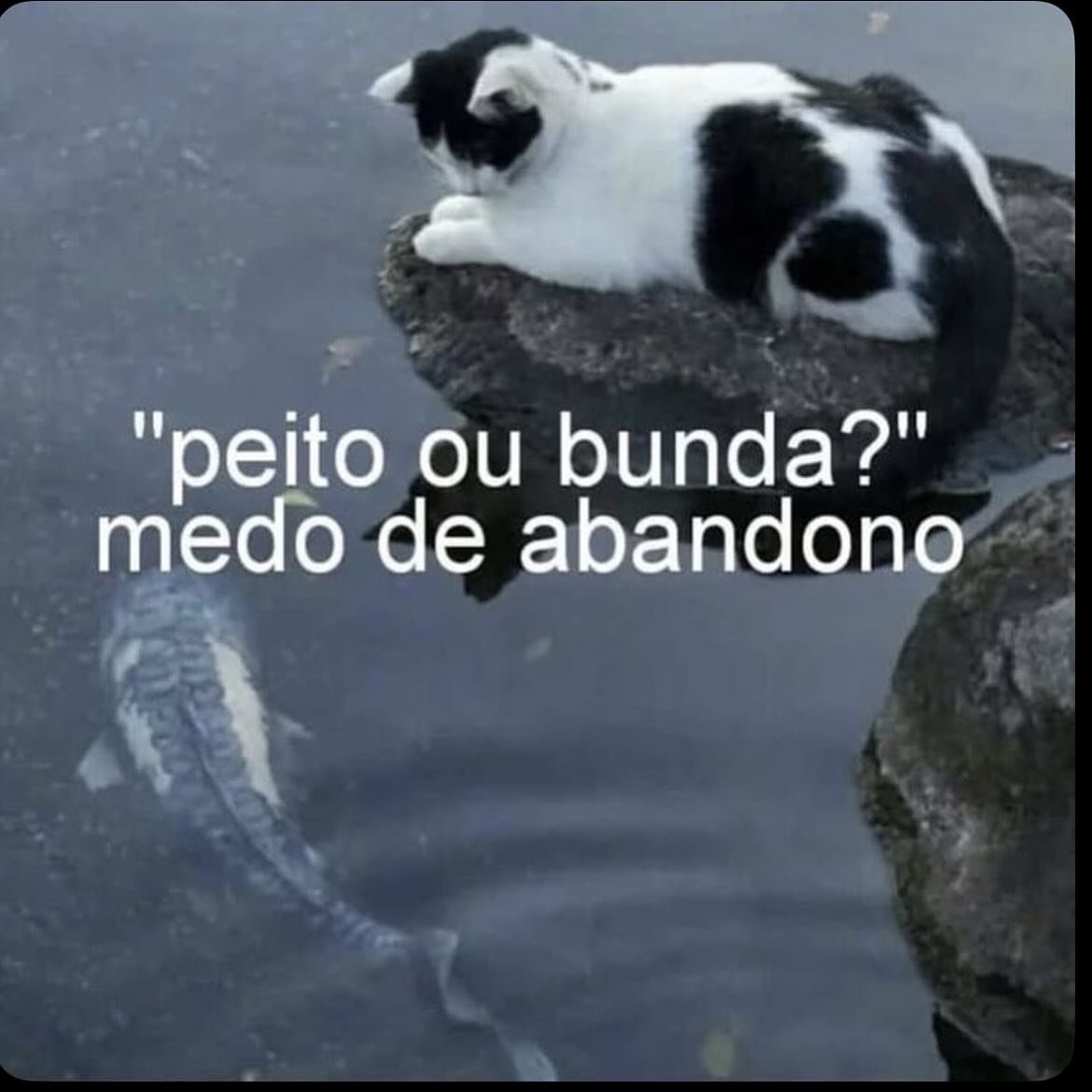 perfil dedicado a gatinhos e peitos (@odeiootaco) on Twitter photo 