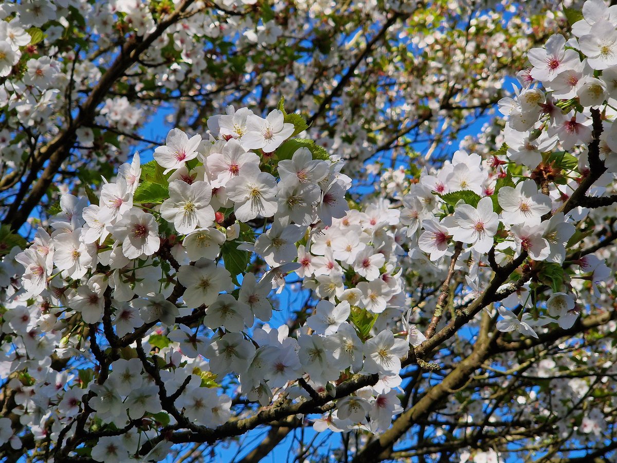 Rob Rambler tweet media