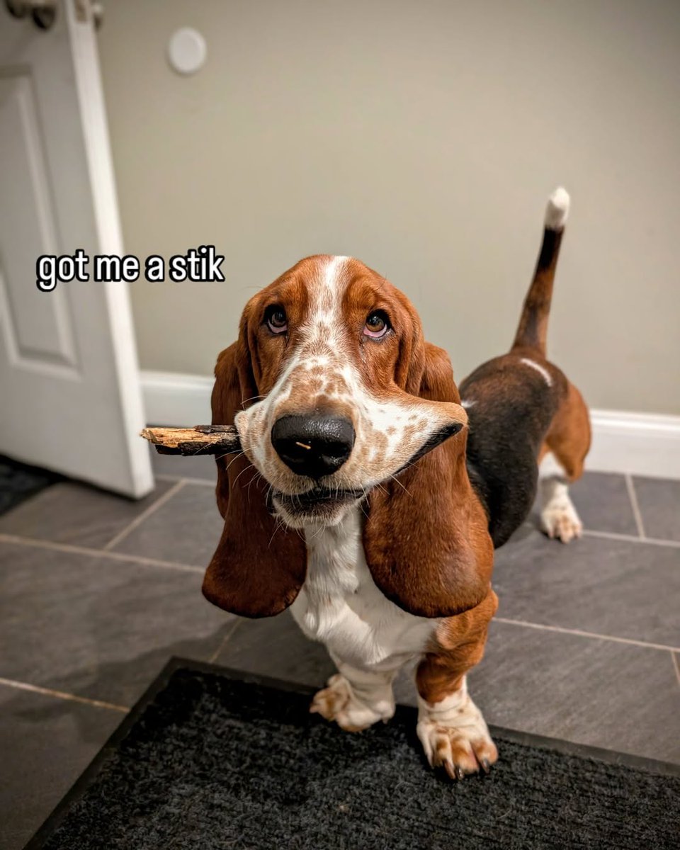 basethoundhaven's tweet photo. RT
Got me a stik

#bassethound #bassethoundpuppy #dogreels 
#SwiftDay #sundayvibes https://t.co/94asSYEt7v