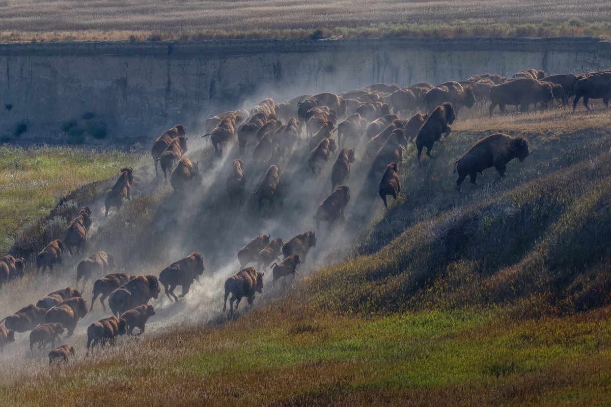 A bison herd thunders across the prairie in @badlandsnps, a scene once common across the Great Plains. Today, the park is home to around 1,200 bison, a powerful reminder of what this landscape looked like before their numbers were pushed to the brink.

Photo by Jack Denger