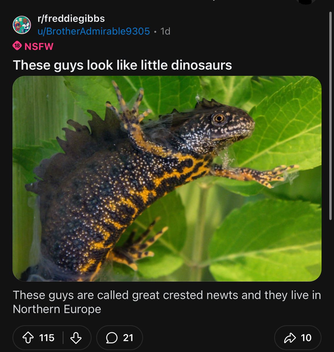 Great things happening on r/freddiegibbs