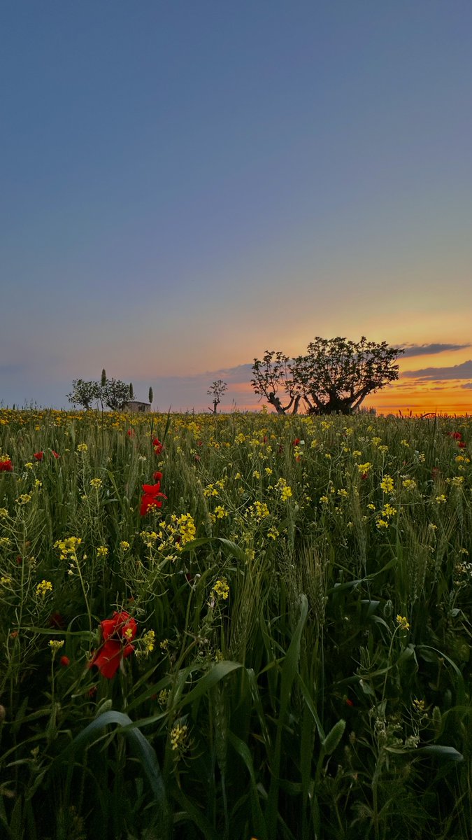 Wander 🌻 tweet media