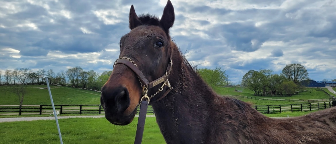 Mane Characters Equine Reserve & Retirement tweet media