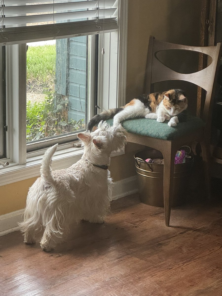 rozcar28's tweet photo. Miss Kitty has taken it too far- now she’s on Wooster’s “Bark at the Neighbor’s” chair! #Dogs #Scottishterrier #CatInvasion https://t.co/XXBJW3TRzO