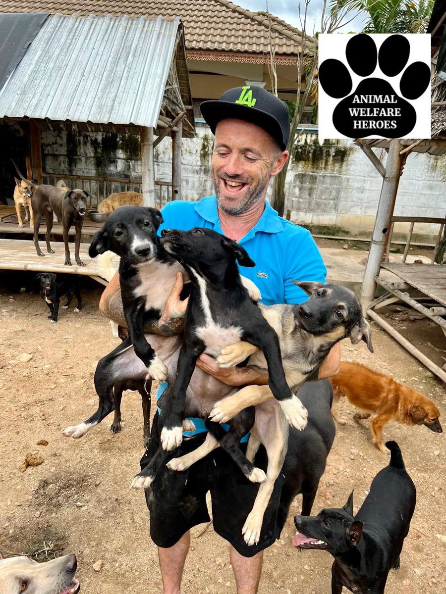 Today’s animal hero is <a href="/NiallHarbison/">Niall Harbison</a>.

Niall feeds, rescues and rehomes thousands of dogs in Thailand every year.  

Thank you for caring Niall 🙏.